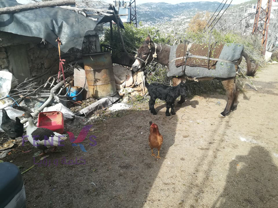 حيوانات في بطموش