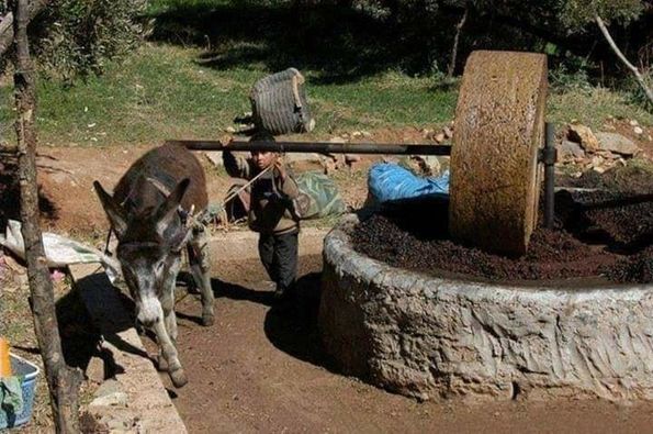 معصرة زيتون قديمة من مائة عام في الساحل